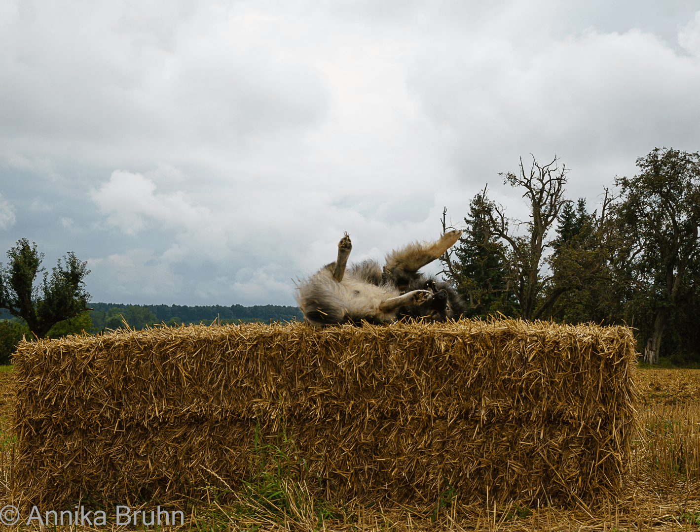 Dummfug machen auf einem Strohballen!